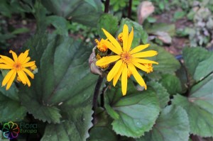 ligularia dentata othello